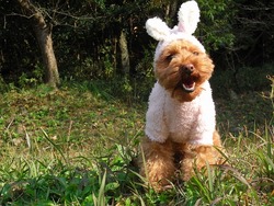 うさぎ・パンダ変身コスチュームのキット発売しました！！！