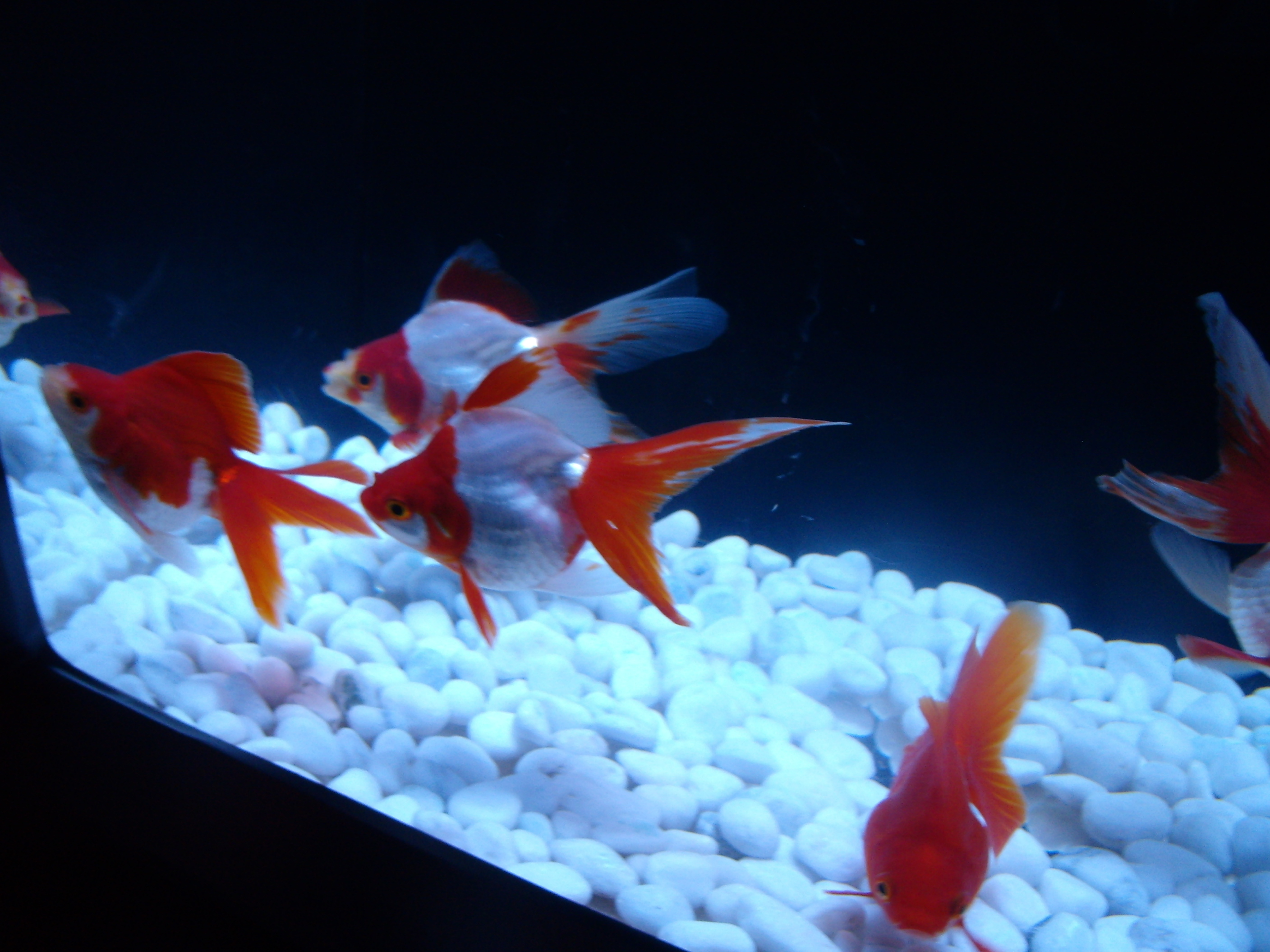 アートアクアリウム展 京都 金魚の舞 なまけもの日記