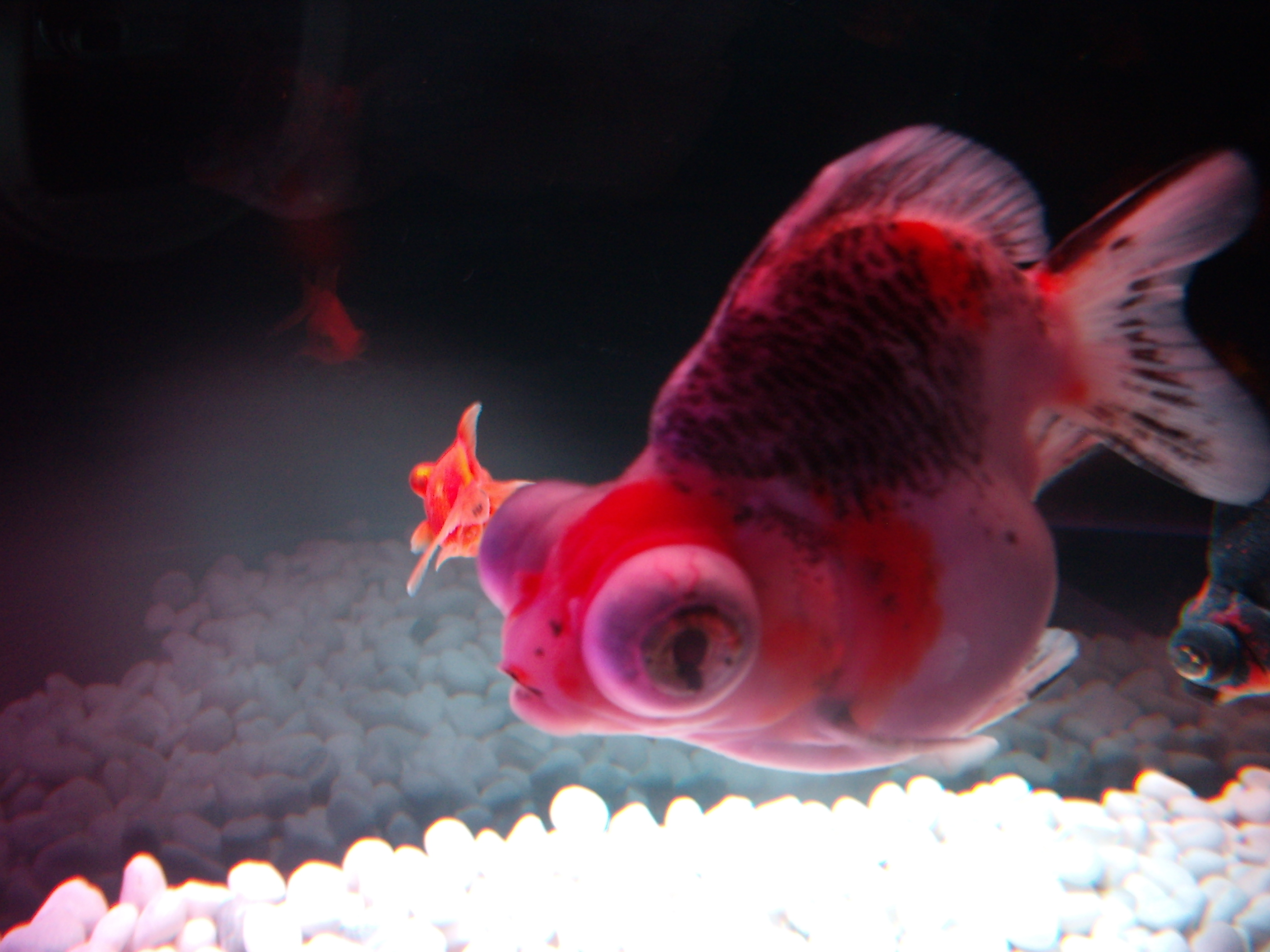 アートアクアリウム展 京都 金魚の舞 なまけもの日記