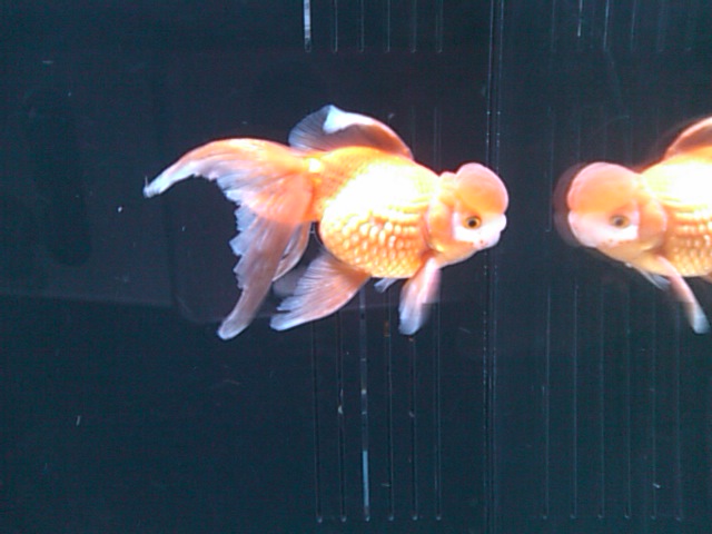 アートアクアリウム展 京都 金魚の舞 なまけもの日記