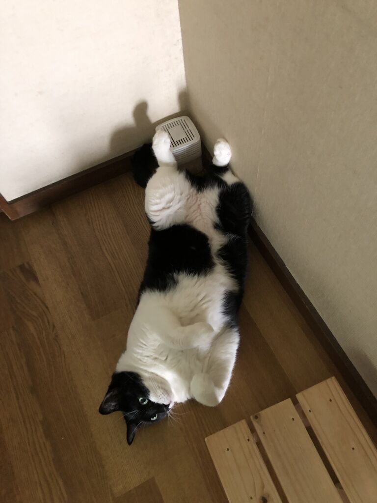 猫の名前というなかれ ミルミル放送局