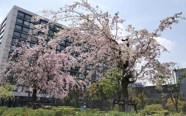 しだれ桜