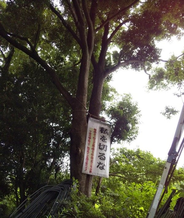 大木