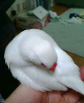 出血 文鳥日記 出血 文鳥日記