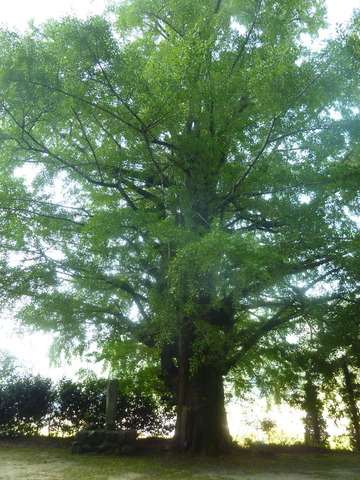 P1590202