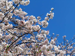 sakura2020aaa