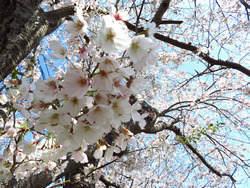 sakura2020aa