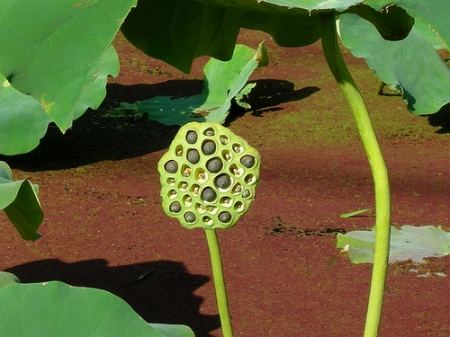 08金木犀 秋散歩 トルニタリナイコト Mimeitagawa