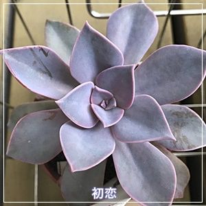 ようこそわが家へ 多肉植物 初恋