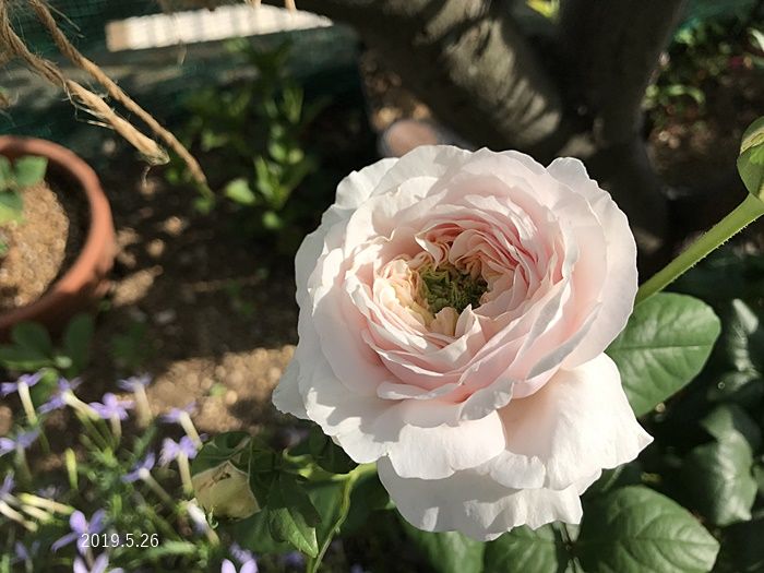 ようこそわが家へ 今日の庭の一押し