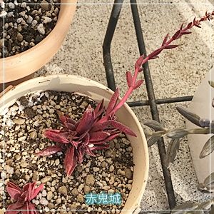 ようこそわが家へ 多肉植物 赤鬼城 クラッスラ