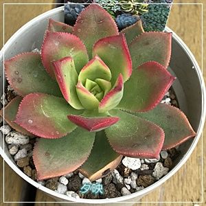 ようこそわが家へ 多肉植物 夕映え アエオニウム属