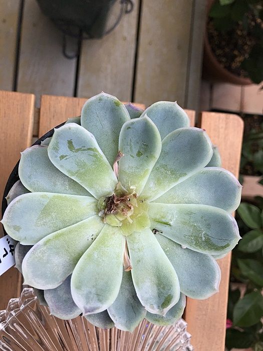 ようこそわが家へ 多肉植物