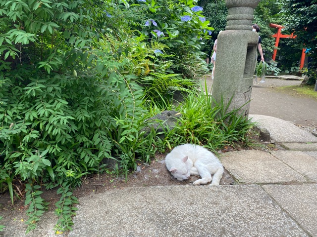 22年の夏の祓 愛宕神社で千日詣りと神社のお猫様 みみみちゃちゃボヌールモナ日記 台湾 高雄 日本