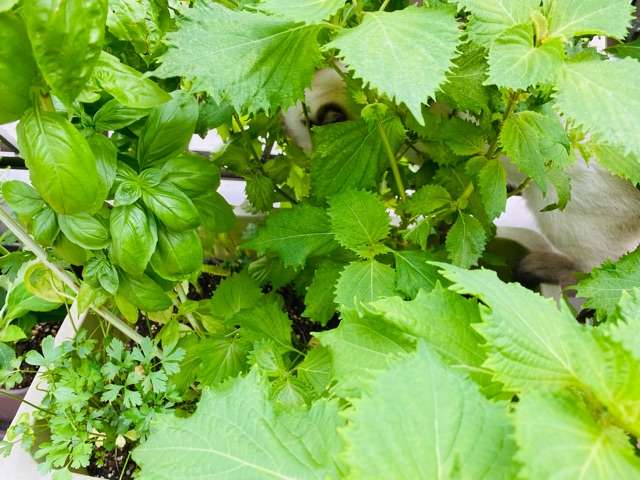 今日のセニョリータ あたちはどーこーだともふもふの手 みみみちゃちゃボヌールモナ日記 台湾 高雄 日本