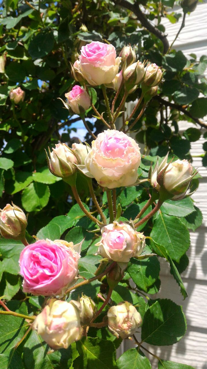 ミミエデンが咲きました バラを楽しむ ガーデニングとペインティング