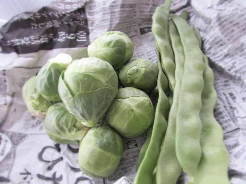 親子ごはん 芽キャベツで春パスタ みみ子とぽにょの美味しい楽しい親子ごはん