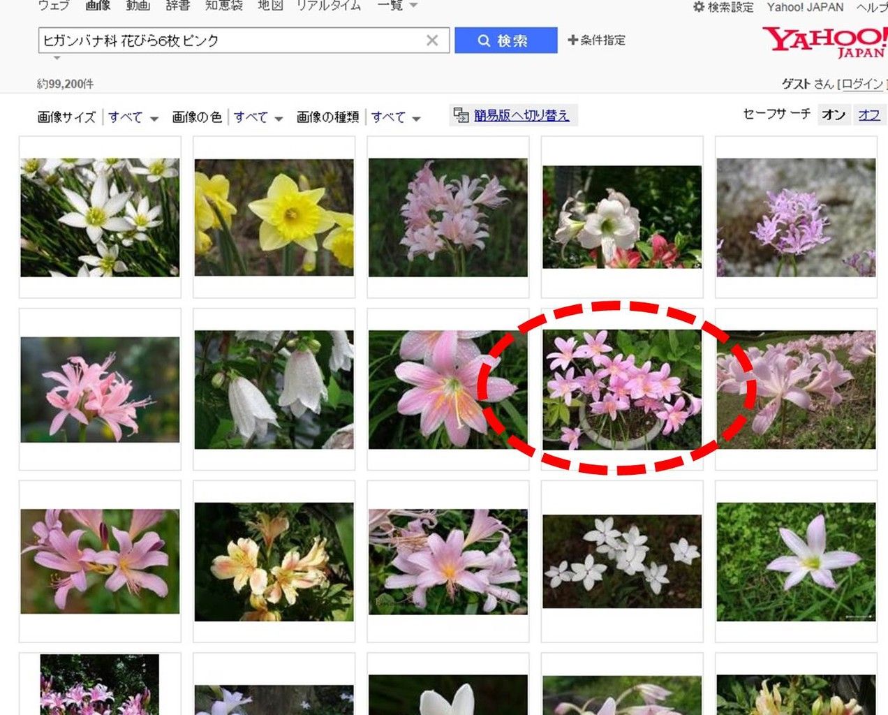 ヒガンバナ科 花びら6枚 ピンク ネットde植物図鑑 みみみ地獄 ヒガンバナ科 花びら6枚 ピンク ネットde植物図鑑 みみみ地獄