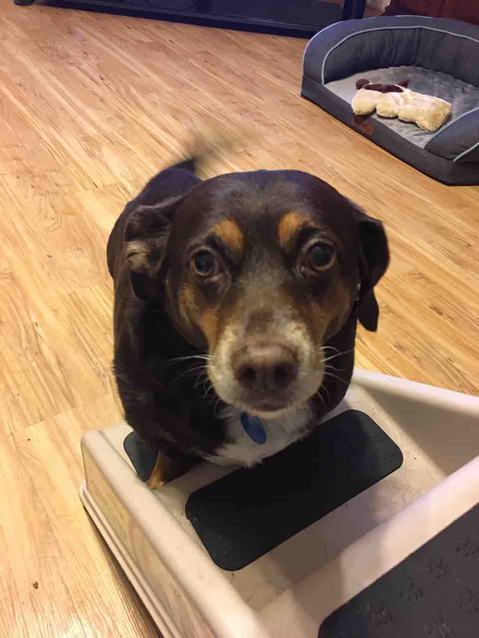 犬を連れ去られる ミィの終活infl