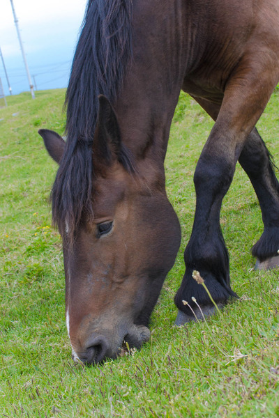 horse-25