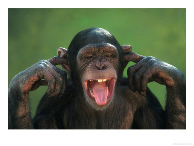 chimp-earsplugged