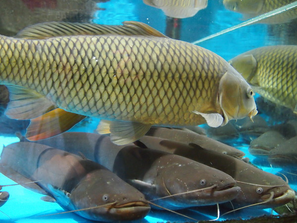 P7243003