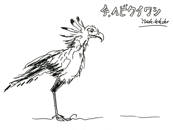 21_kikuchi