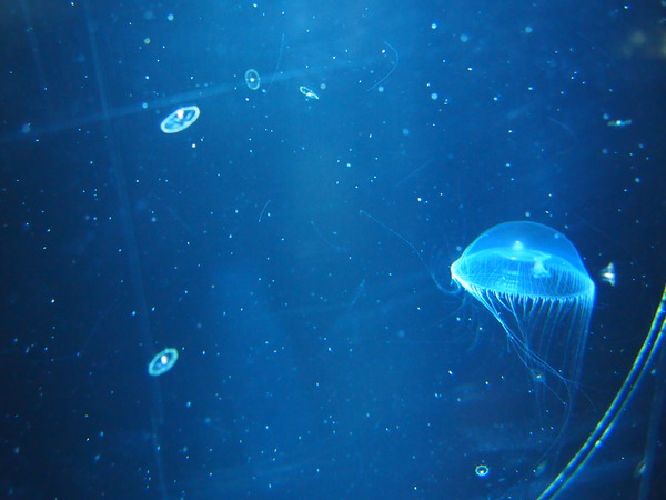 P7243067