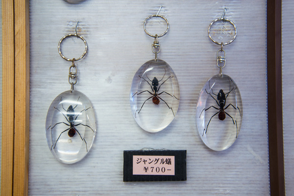 20161224_kasama-207