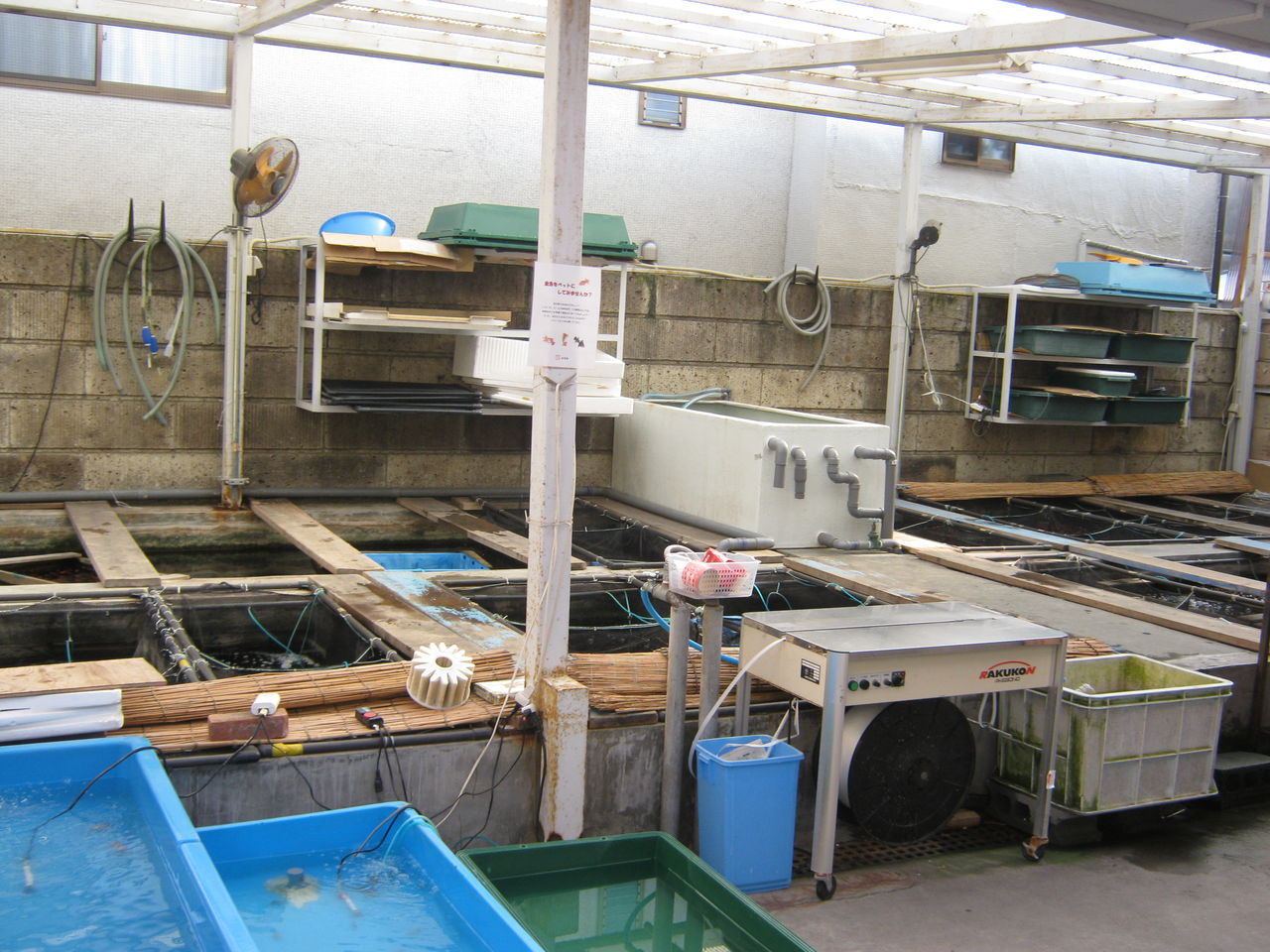 700円で金魚釣りもできる 350年つづく金魚問屋が経営するカフェ 金魚坂 本郷三丁目 東京別視点ガイド 700円で金魚釣りもできる 350年つづく金魚問屋が経営するカフェ 金魚坂 本郷三丁目 東京別視点ガイド