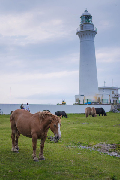 horse-14