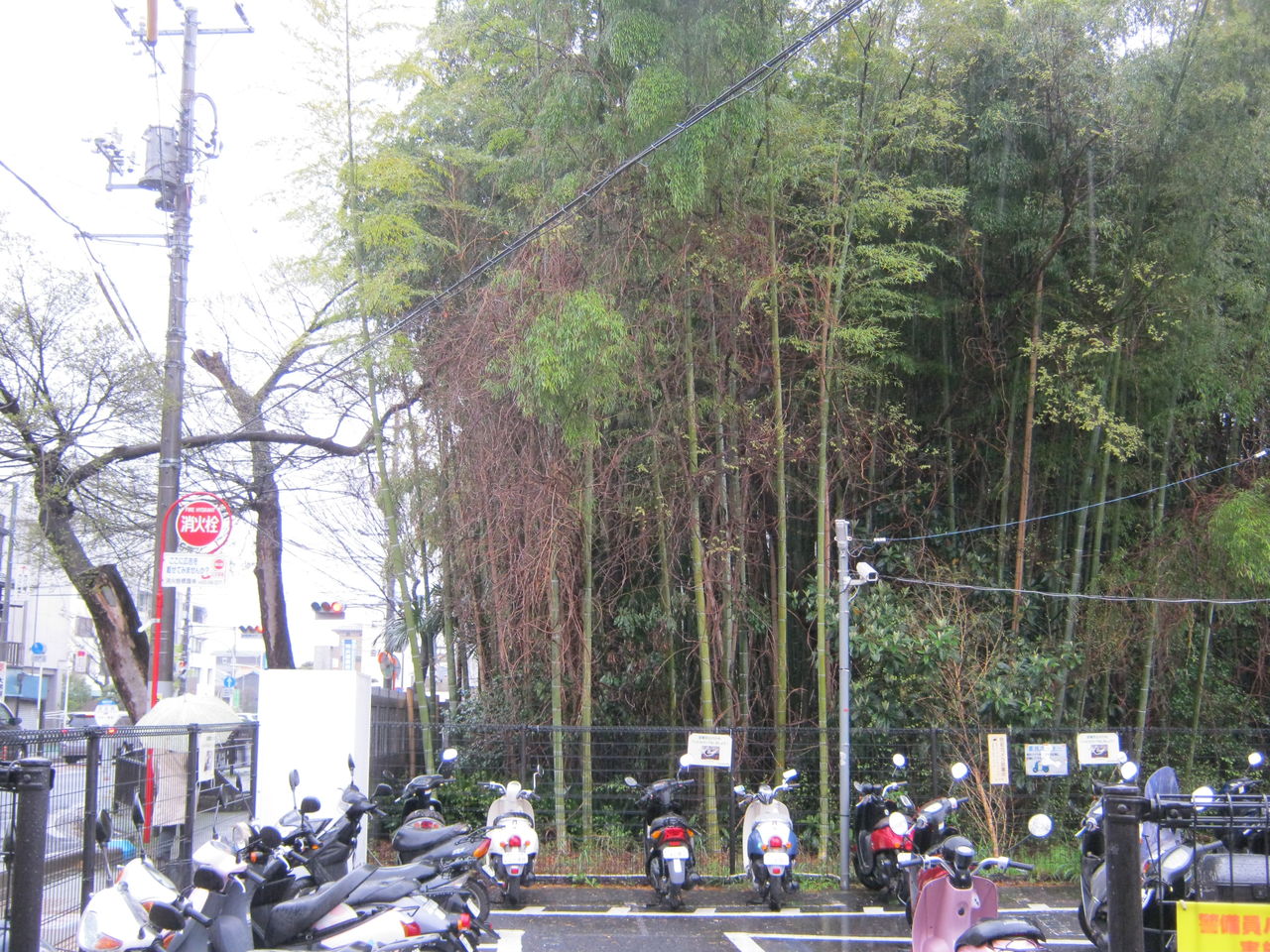 足を踏み入れると２度と出てこれない 八幡の藪知らず 本八幡 東京別視点ガイド