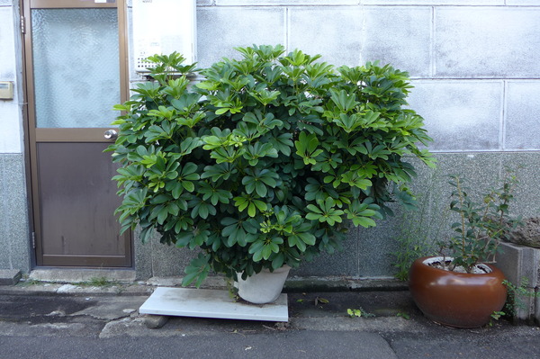 写真19