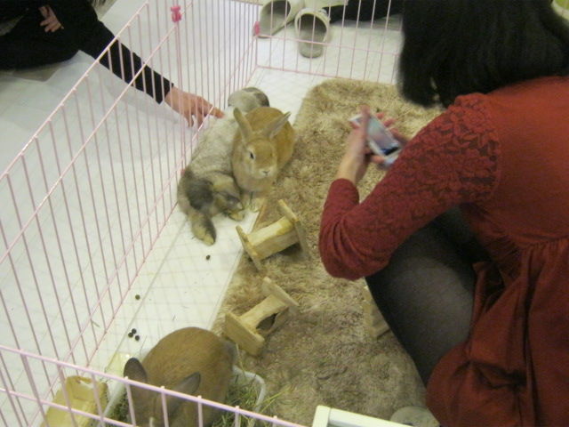 もふもふのウサギを撫でまわせるカフェ うさぎの絵本 下北沢 東京別視点ガイド
