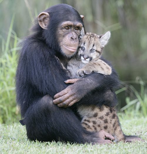Chimpanzee-and-Leopard-animals-28906204-500-525