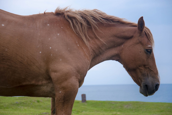 horse-13