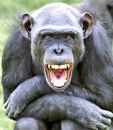 pg-18-chimp-alamy