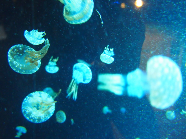 P7243049
