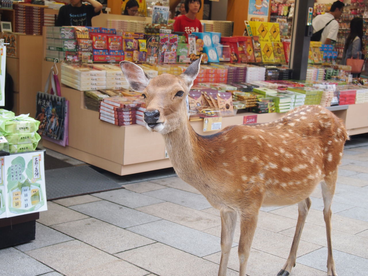 鹿とたわむれた日 日本一周日記 ３４日目 東京別視点ガイド