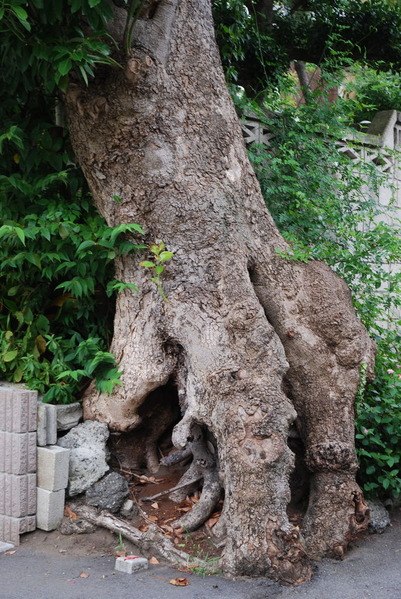 写真8