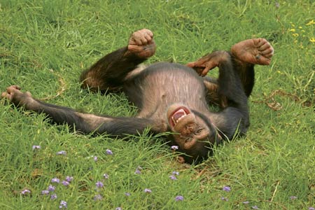 Cozy_laughing