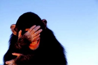 embarrassed-chimpanzee_tim-davis
