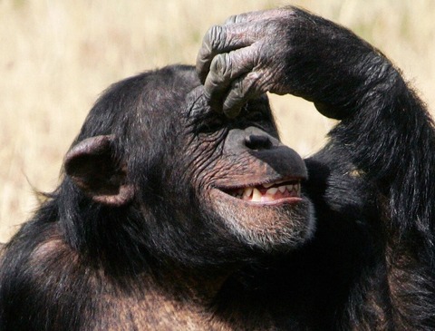 laughing_chimp