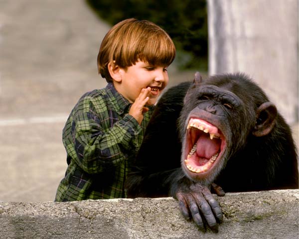 laughing_chimp