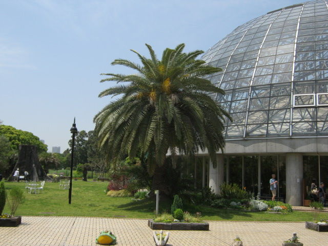 カカオの木とか食虫植物がたくさん生えてる 夢の島熱帯植物館 新木場 東京別視点ガイド カカオの木とか食虫植物がたくさん生えてる 夢の島熱帯植物館 新木場 東京別視点ガイド