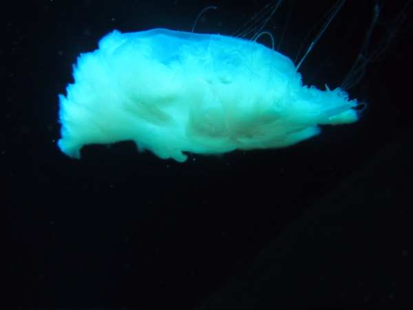 P7243186