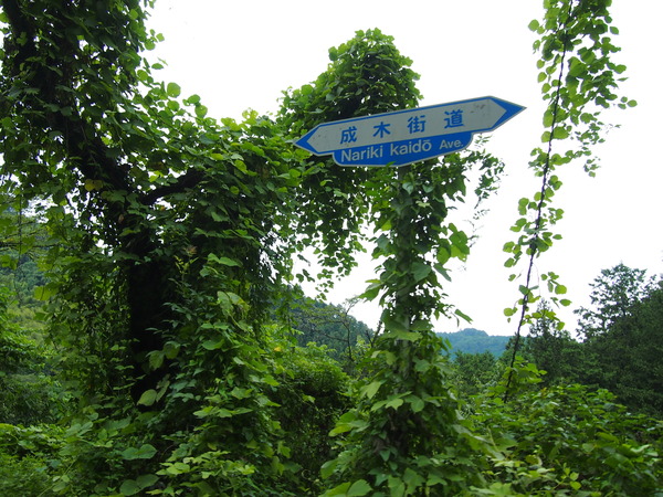 P8133907