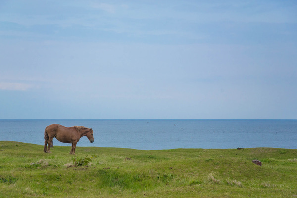 horse-10
