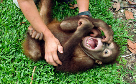 090604-apes-laugh-tickle-chimps-gorillas_big