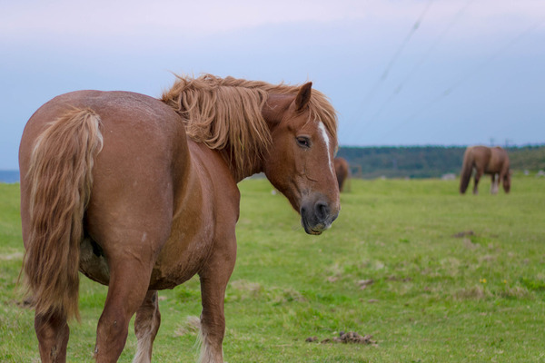horse-17